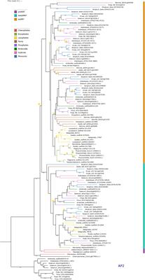 A Phylogenetic Study of the ANT Family Points to a preANT Gene as the Ancestor of Basal and euANT Transcription Factors in Land Plants